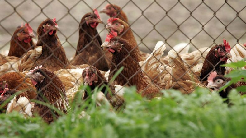 قرار بإعدام 16 ألف ديك رومي في ألمانيا بسبب تفشي سريع لانفلونزا الطيور